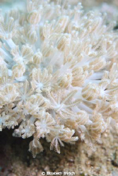 Soft Coral by Elizabeth Ehrlich 